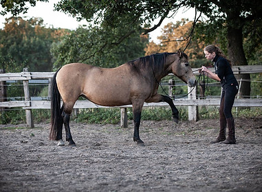 ©WeLoveHorsesPhoto_IMG_8273.jpg