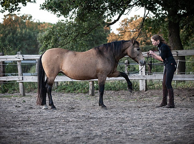 ©WeLoveHorsesPhoto_IMG_8273.jpg