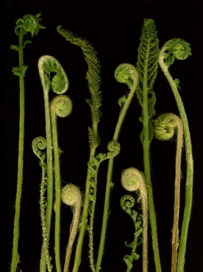 Fiddleheads.jpeg