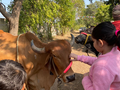 Kids playing cows at Yana