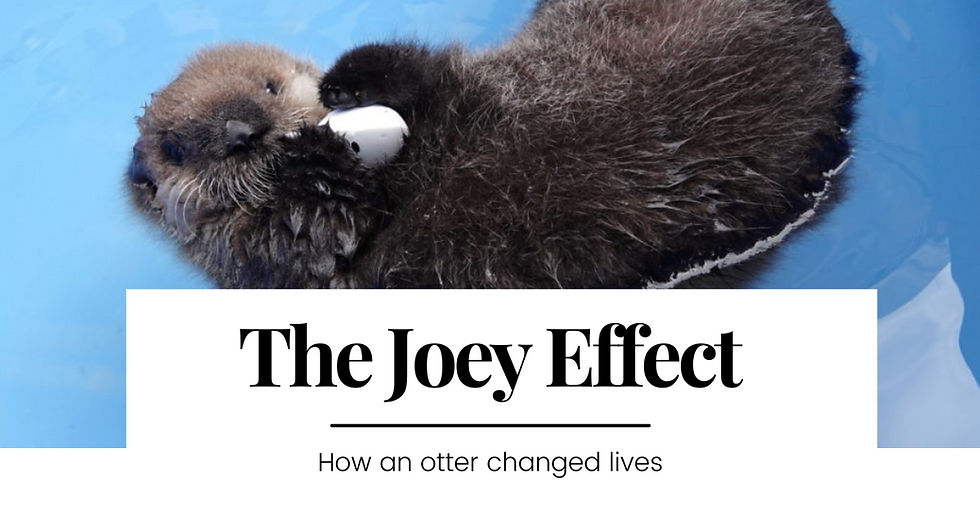 The Joey Effect: How an Otter Changed Lives