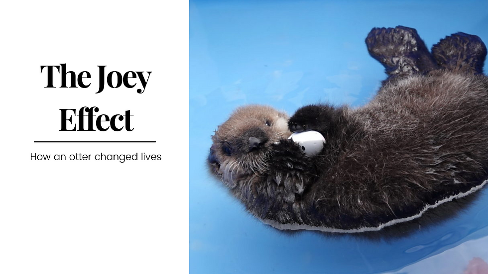 A photo of Joey the sea otter (taken by Marcus Wernicke) lying in a blue tub of water, holding a shark toy. To the left of the photo is the title of this blog post which read "The Joey Effect: How an otter changed lives"