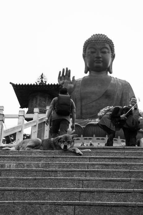 An black and white image of the Big Buddha in Hong Kong, from a lower angled perspective looking upwards from the steps. A number of steps are in the image, where there is a dog lying on the lefthand side. There are some people in the background.