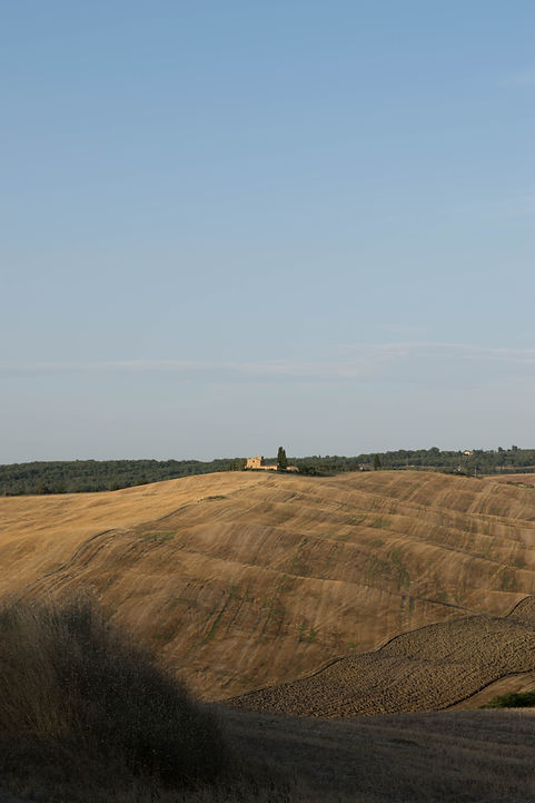 An image of rolling fields in the Italian countryside. The lower half of the image is yellow and brown fields, with a building in the middle and a row of forestry lining the top. The upper half is clear blue sky.