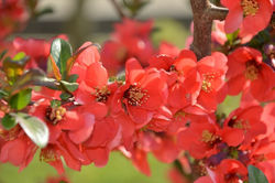 Mo13 cvijet do cvijeta