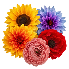 Assortment of preserved flowers, sunflowers, dahlias, ranunculus, peonia, margarita, anemone, daisies in yellow, orange, purple, pink and red