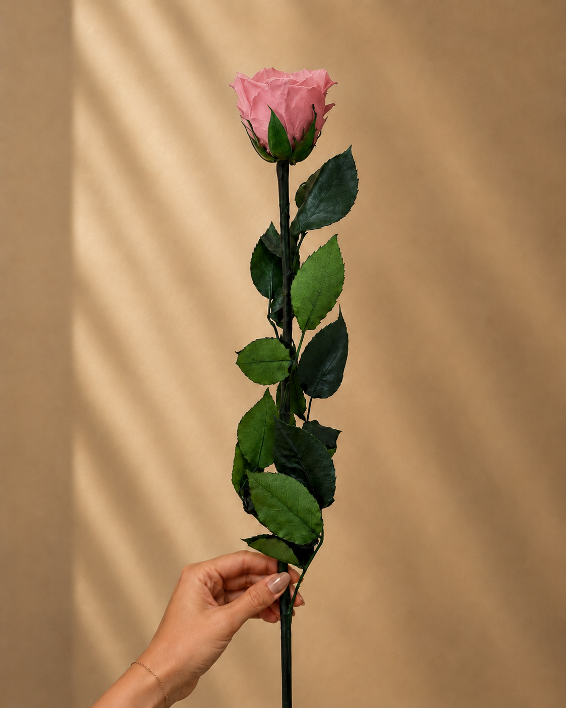 Grand Stem Dusty Andes large dusty pink preserved rose from Ecuador with natural long stem