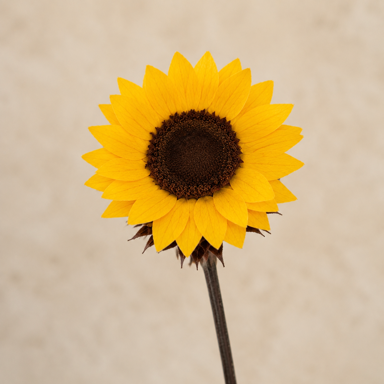 The Solstice | Long Stem Preserved Sunflowers