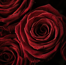 Close-up of a red luxury preserved rose, natural Ecuadorian rose