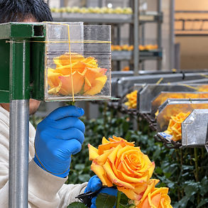 Gloved worker handling and measuring yellow roses before preservation