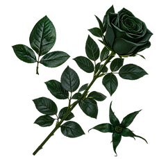 Rose stems, leaves, sepals and a dark green rose