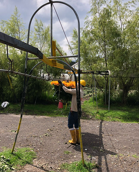Worker handling yellow roses on a suspended transport system at the farm