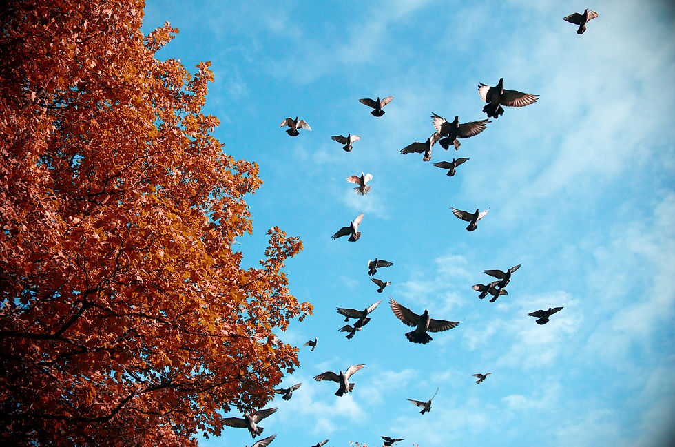 Pigeons lap around Vale park