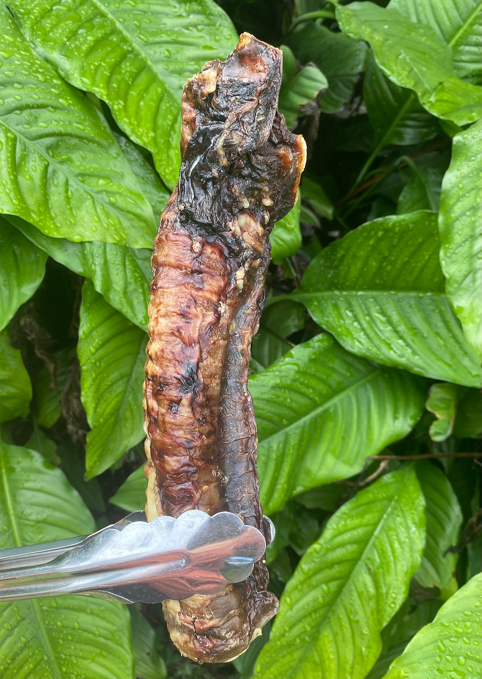Cow Tracheas (All-Natural Dog Chew)
