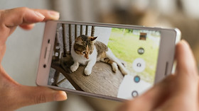 Hands holdig a mobile phone and filming a cat (UGC in the pet goods industry)
