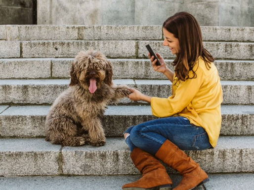 UGC marketing of pet goods: Wagging tails and booming sales