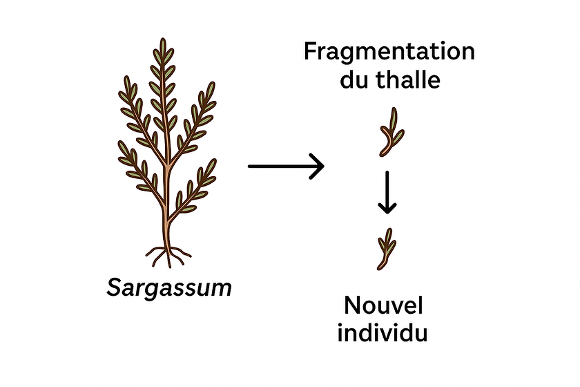 ChatGPT Image 9 sept. 2025 Ã 17_59_46.png