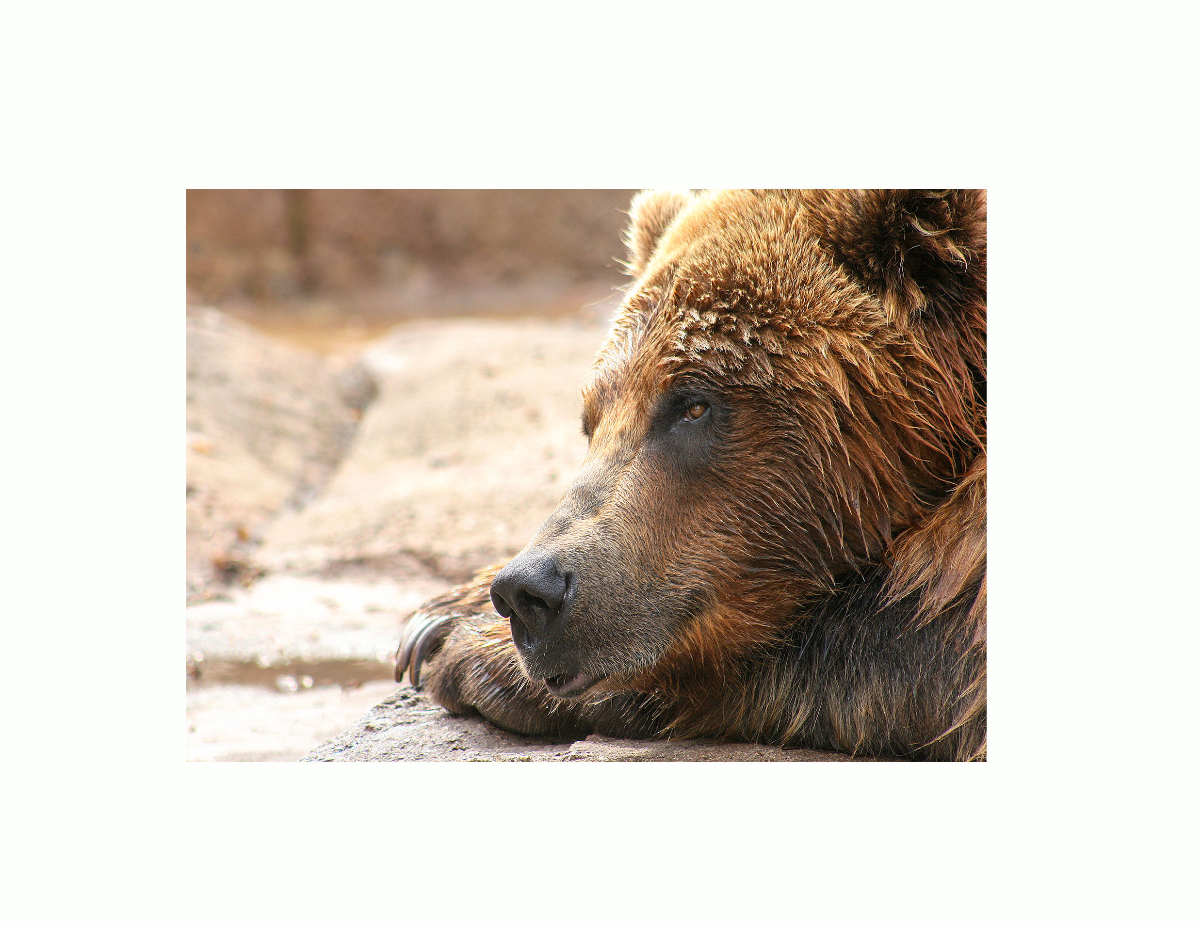 Stillness of the Wild