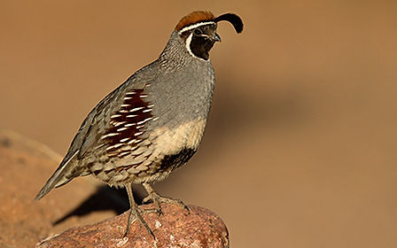 a male Gambels quail standing on top of a rock