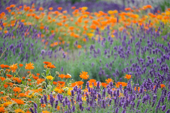 IMG_3454_DxO PhL flowers 3000.jpg