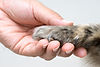 woman-s-hand-holding-mixed-breed-dog-s-paw.jpg
