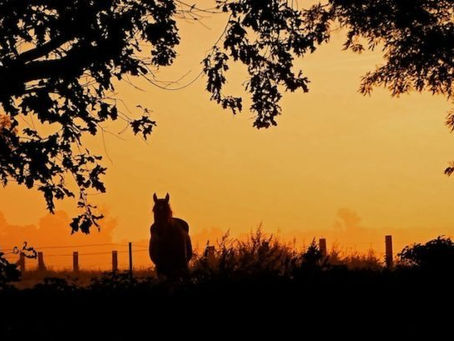 5 Toxic Trees That Are Dangerous to Horses