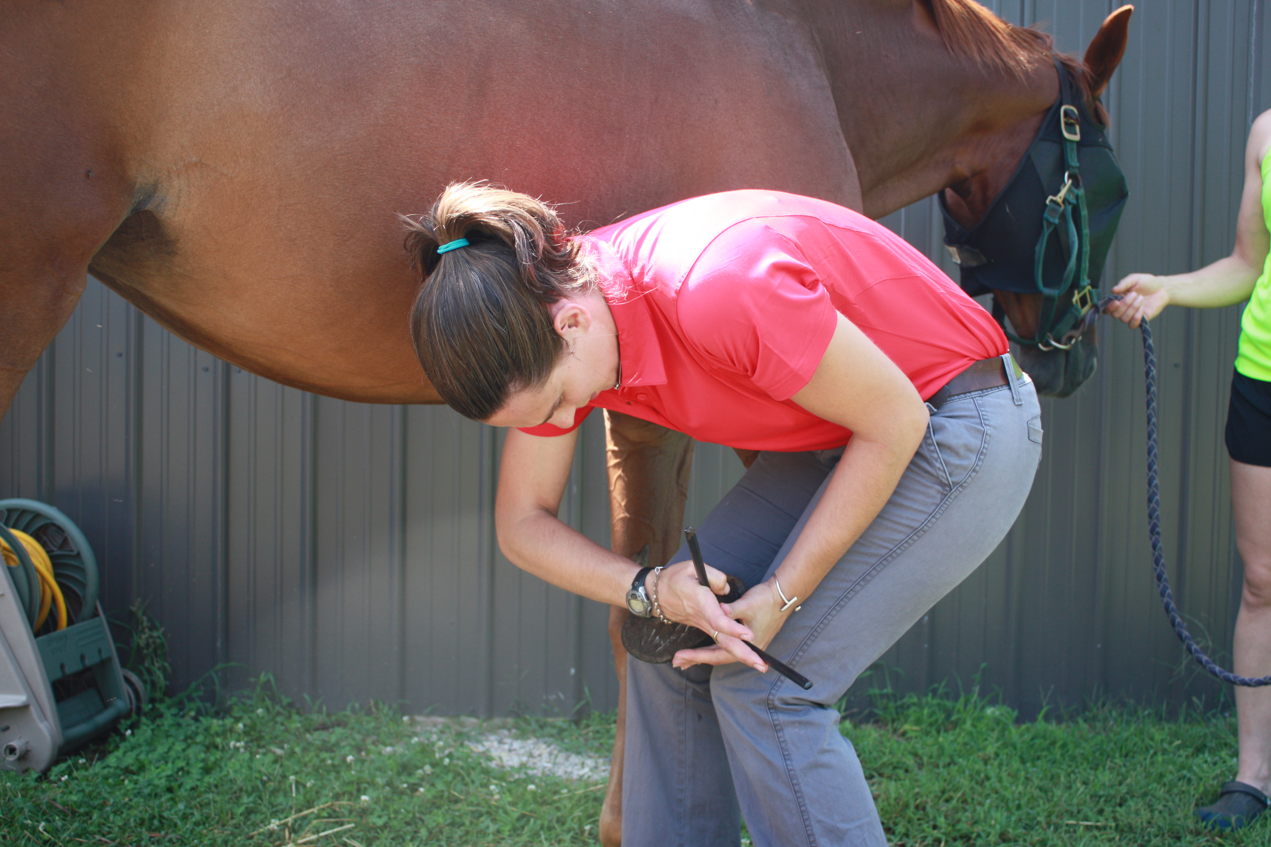 Coastal Equine Services Charleston South Carolina Veterinarian