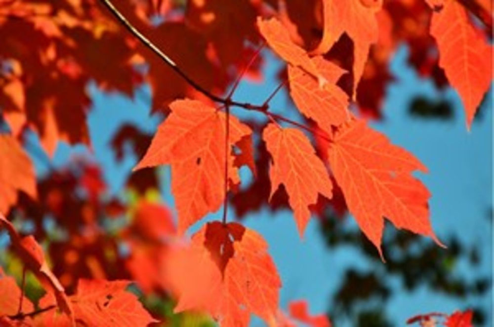 10 Most Poisonous Plants for Horses