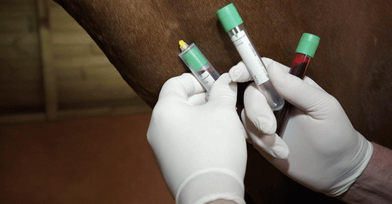 equine blood work Veterinarian coastal equine services south carolina