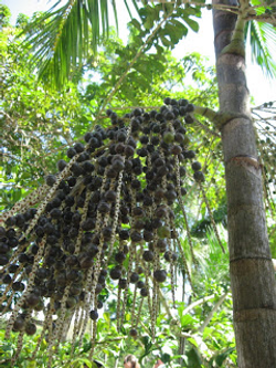 Asaí