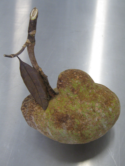 Huevas de toro