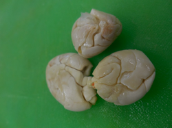 Macambo (semillas)