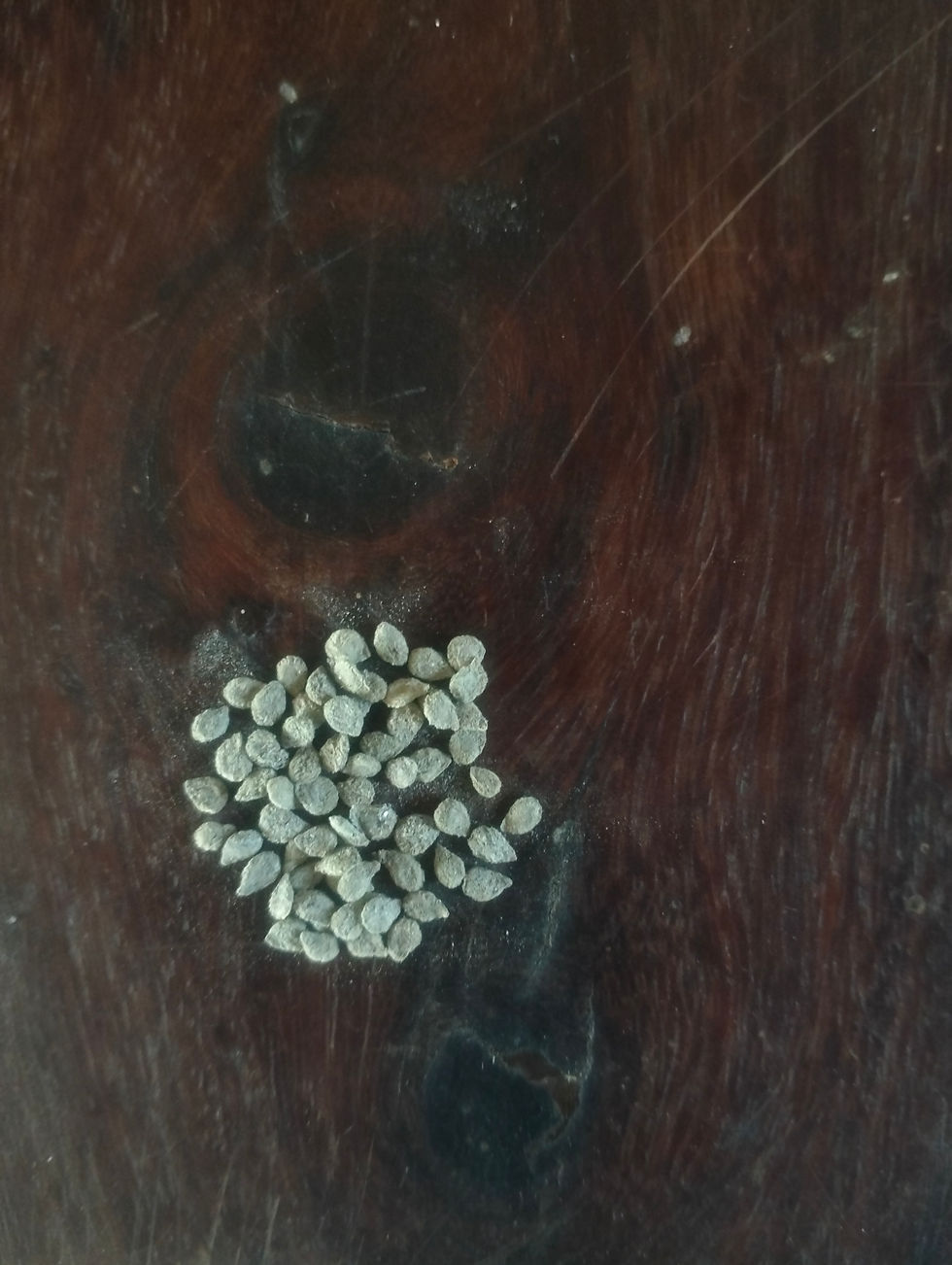 Thumbnail: Srilankan Tomato seeds