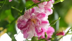 Pink and white flowers in full bloom amidst lush green leaves, creating a vibrant and fresh garden scene.
