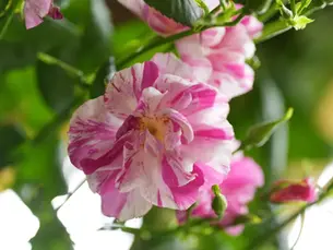 Pink and white flowers in full bloom amidst lush green leaves, creating a vibrant and fresh garden scene.