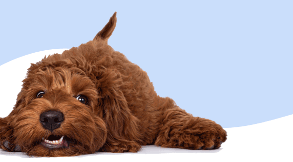 Dog food