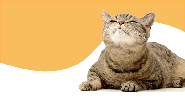 Cat food