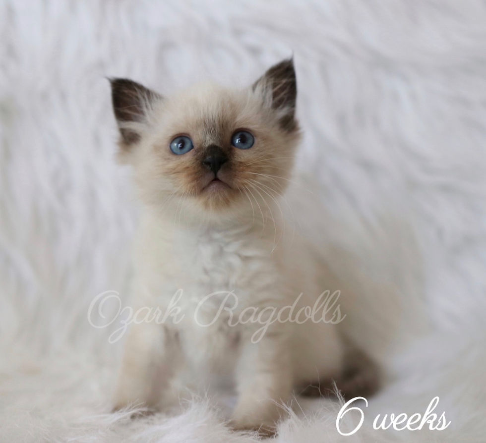 Thumbnail: Flopsy