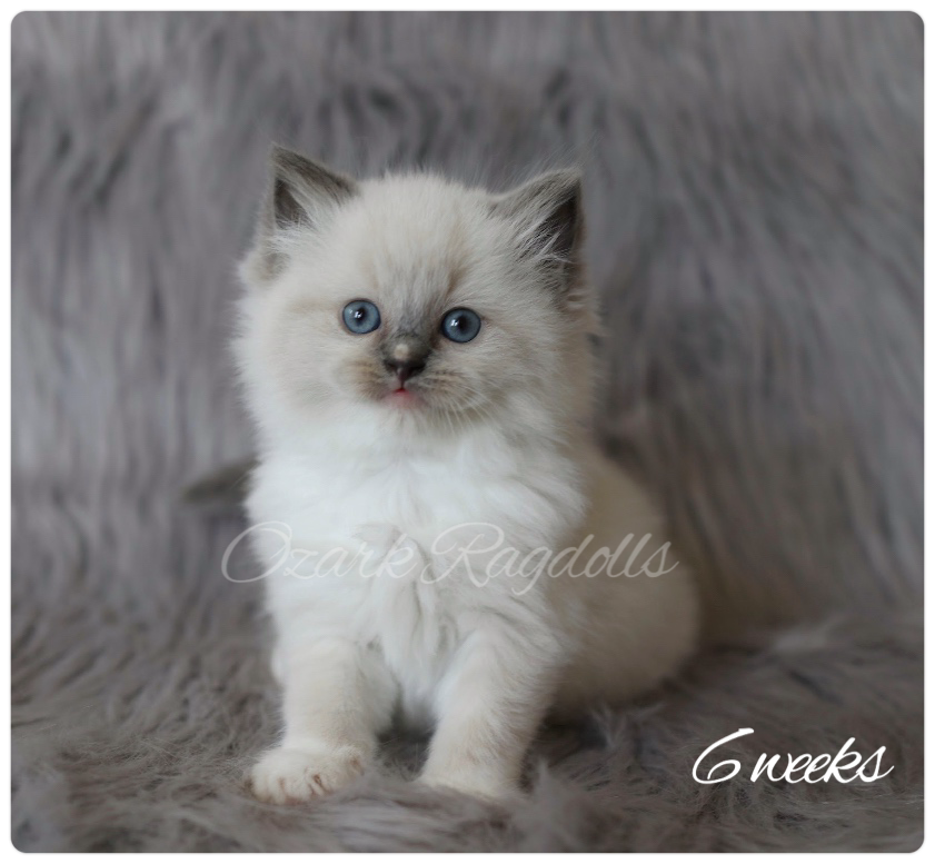 Thumbnail: Velveteen