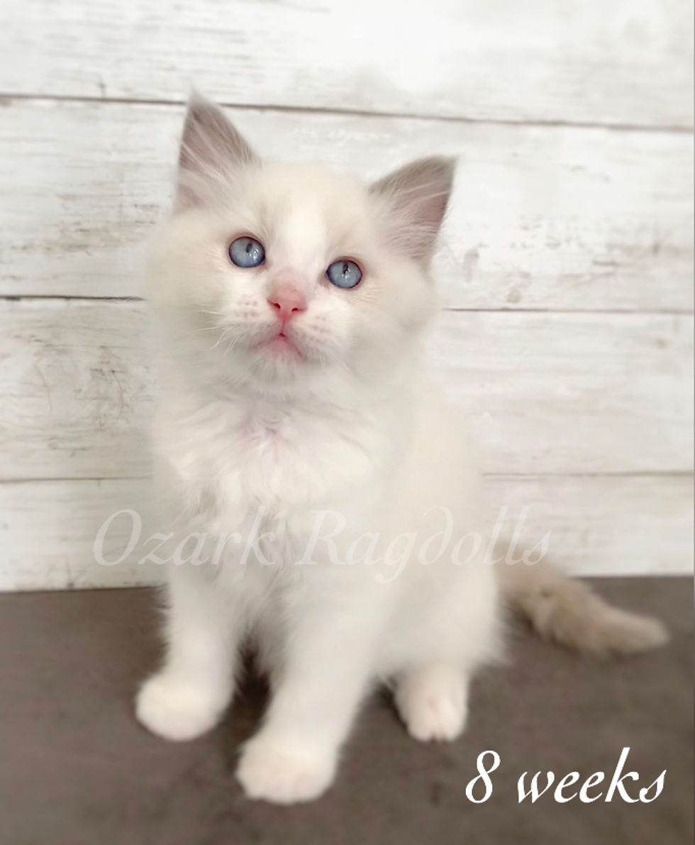 Thumbnail: Shakespeare 