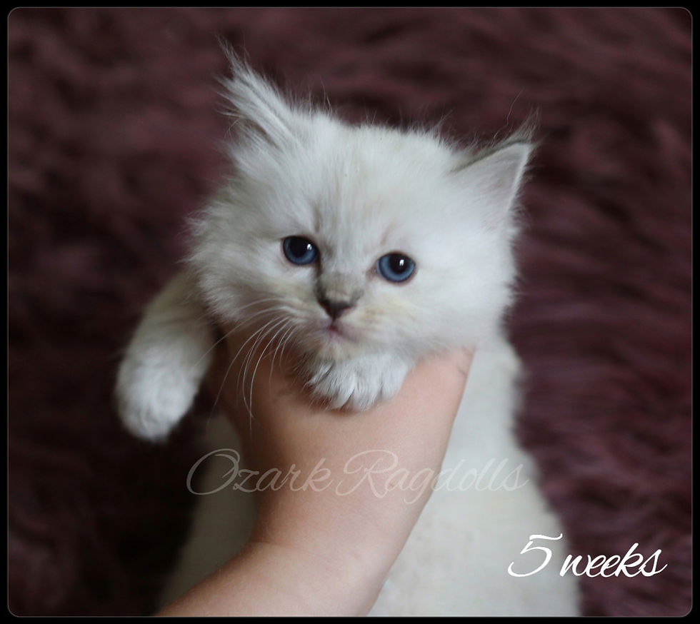 Thumbnail: Luna