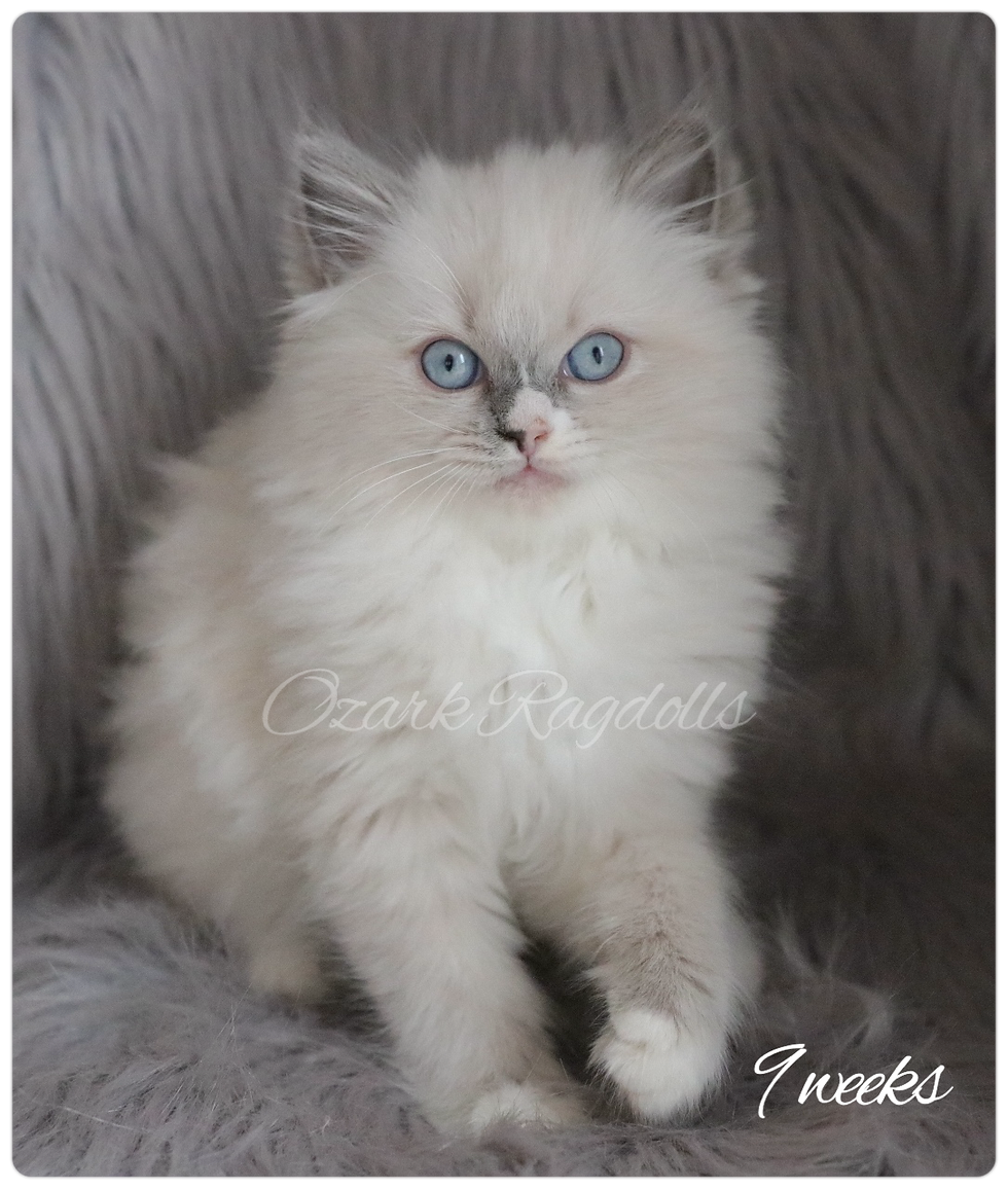 Thumbnail: Maid Marian