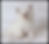 Thumbnail: Marshmallow Peep
