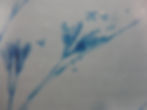 Penicillium