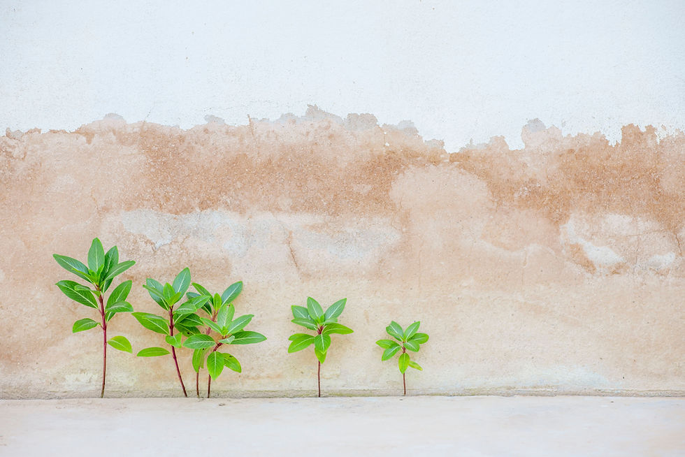The Art of Sustainable Growth