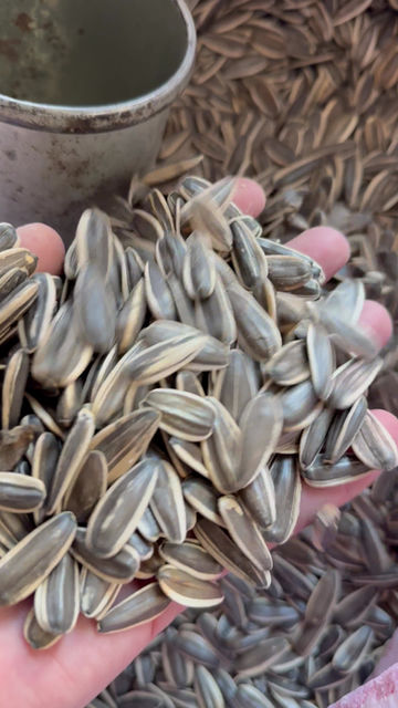 Küçük resim: 200-210 pcs 255 hekto 