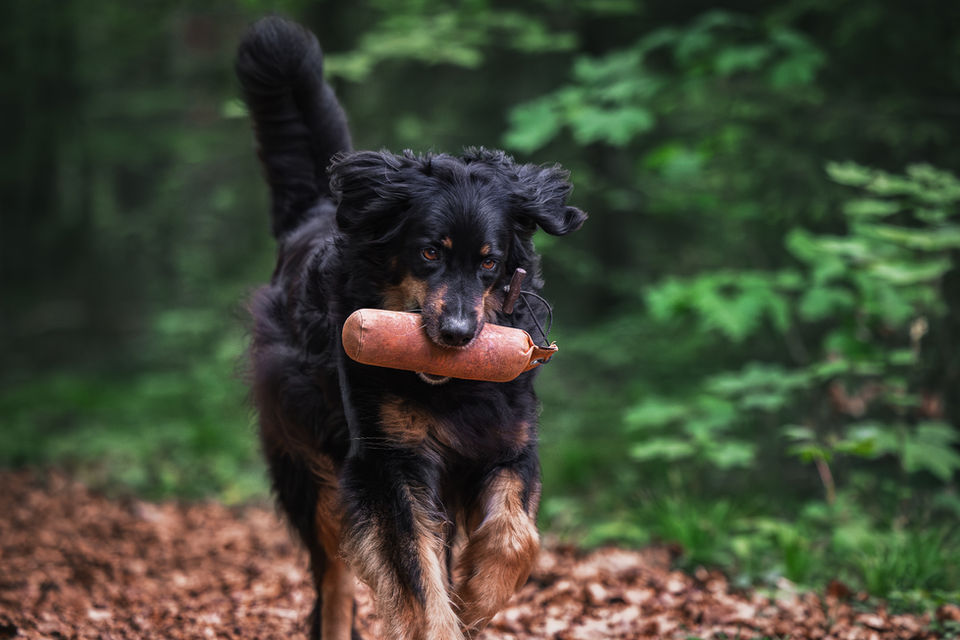 Findling Dummy-Training
