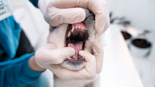 Zahngesundheit bei Hund