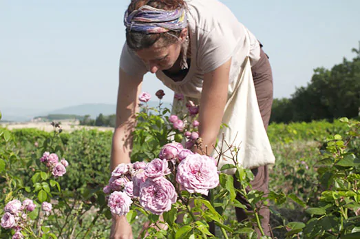 recolte_roses.webp