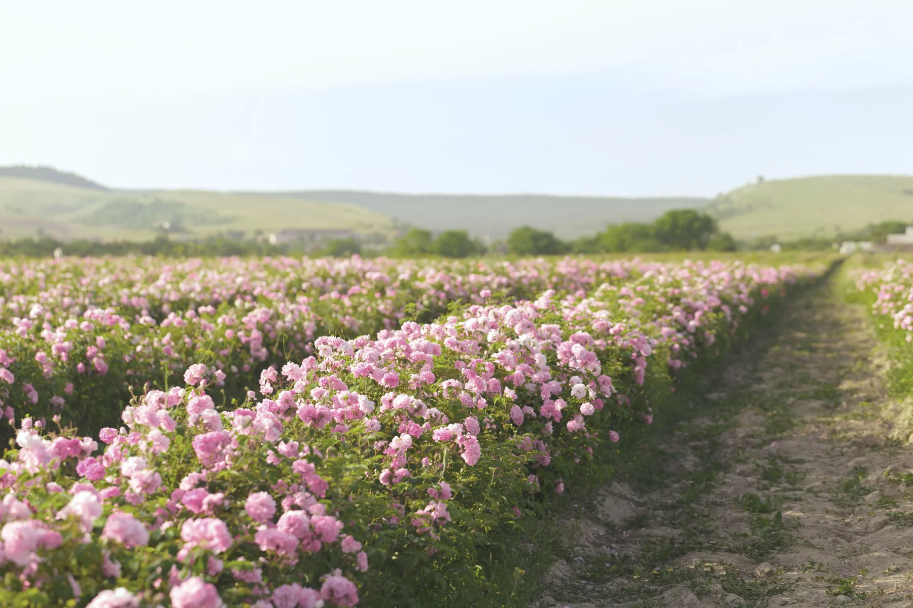 champ_roses.webp